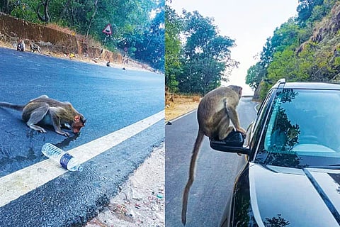 monkies Charmadi Ghat