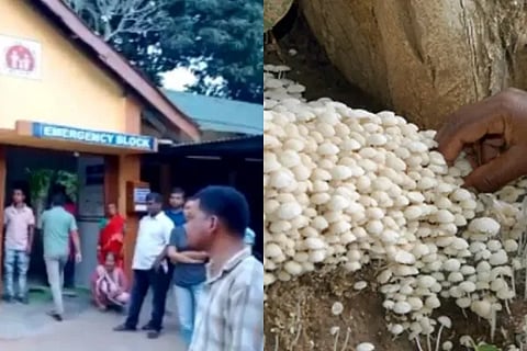 mushroom
