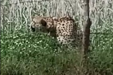 oban cheetah