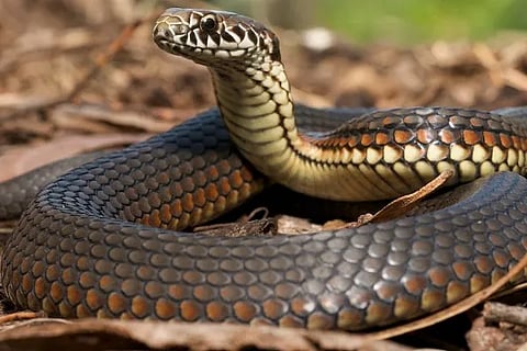 snake