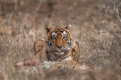 tiger tiger