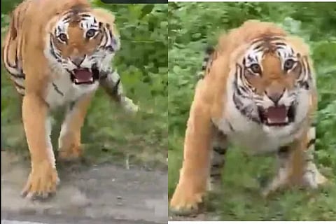 tiger