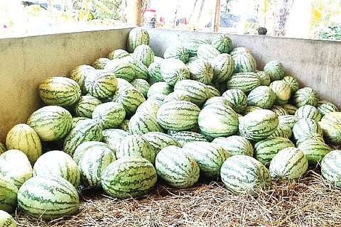 watermelon