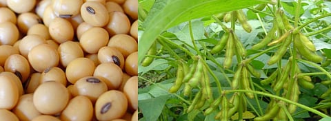 ಸೋಯಾಬಿನ್‌-2
