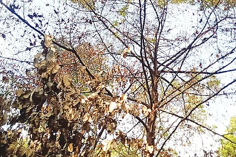 Dry trees in forest in siddapur.