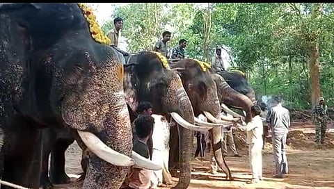 ನಾಳೆಯಿಂದ ಓಲ್ಡ್ ಮಕ್ನಾ ಕಾಡಾನೆ ಕಾರ್ಯಾಚರಣೆ ಶುರು