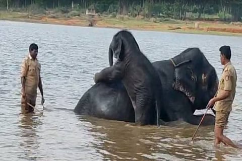 21 smg 5