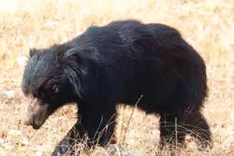 Bear Attack