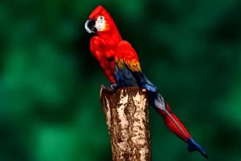 Bird