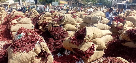 Chilli in byadagi market