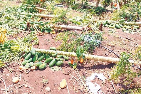 CROP LOSS