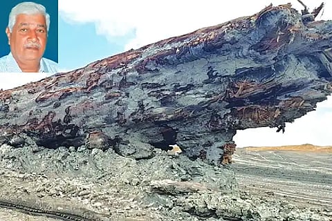 New Zealand, Ancient, Tree Fossil, Discovered,