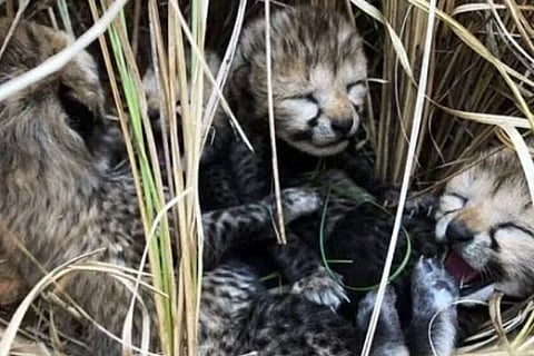 Cheeth Cubs
