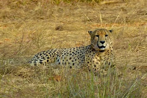 Cheetha (1)