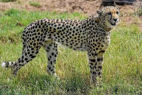 Cheetha