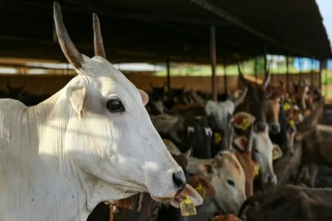 Cow