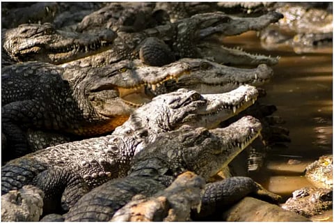 Crocodile