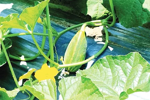 Cucumber