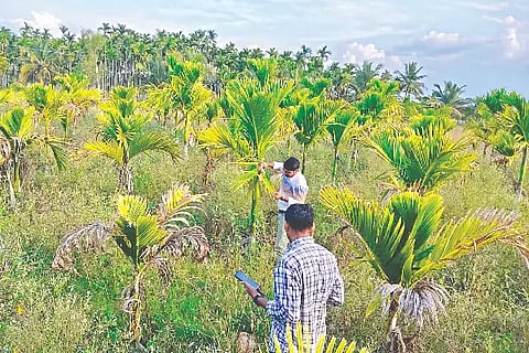 Nut, plantation, pest control,