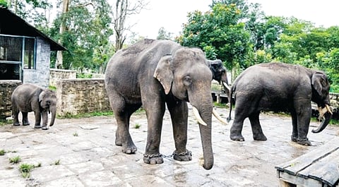 Dubare elephant Camp