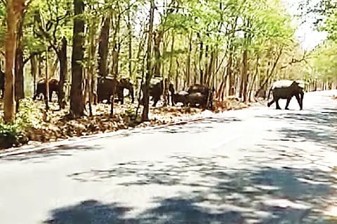 elephants in sight