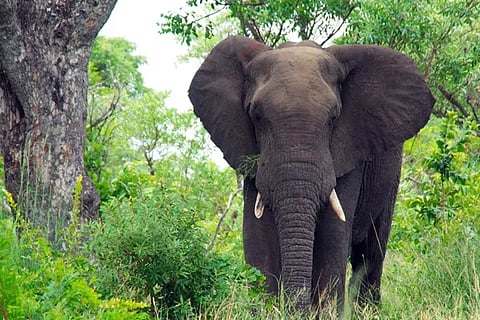 Elephant