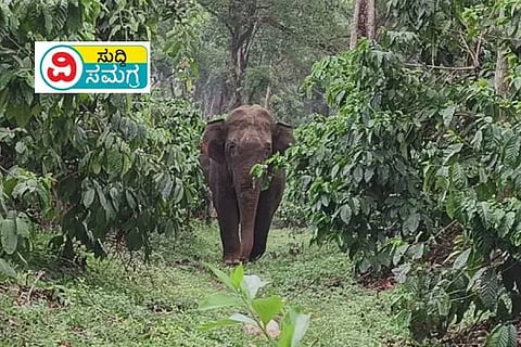 Elephent News