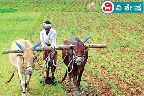Farmer