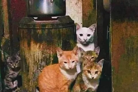 Find the Cat