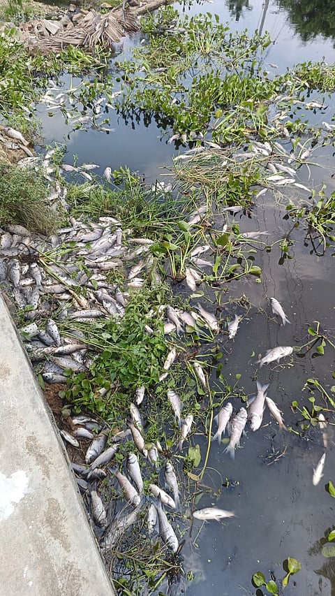 Fish