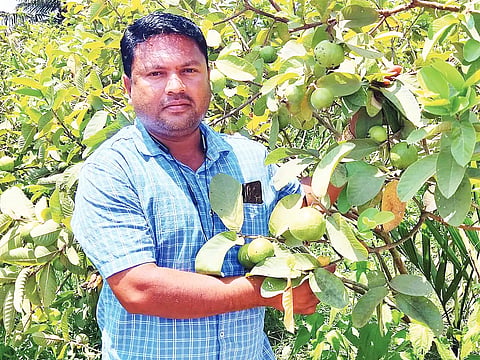 Guva plant in hanagal