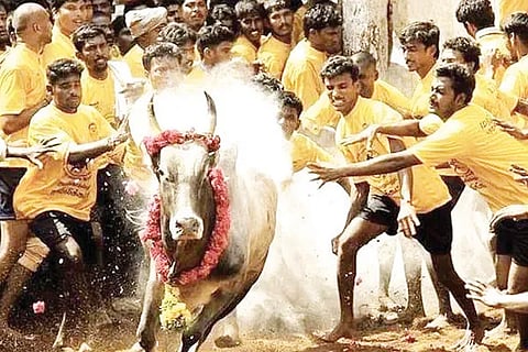 Jallikattu