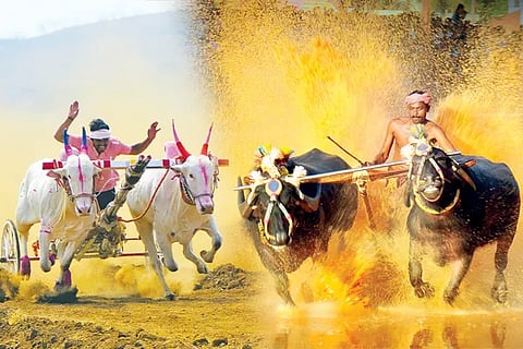 Kambala