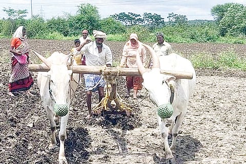 Land Saw for Sowing in Nichhapura