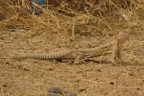 Lizard