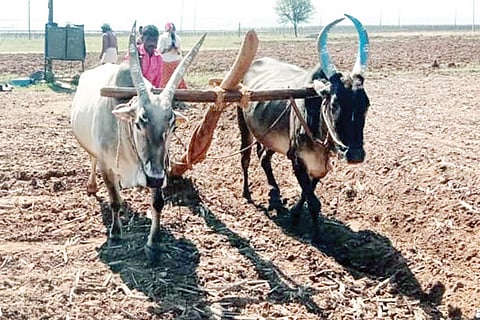 Mansoon Sowing Alavandi