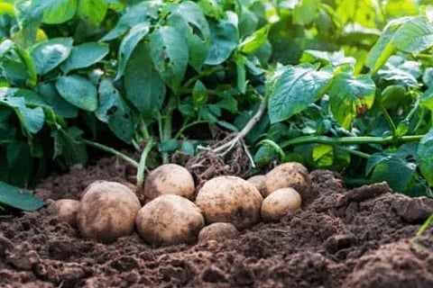 Potato