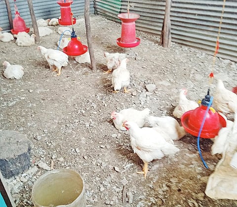Price hike shock for meat lovers!