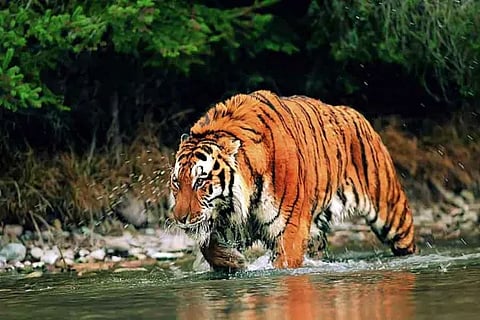 Royal Bengal Tiger