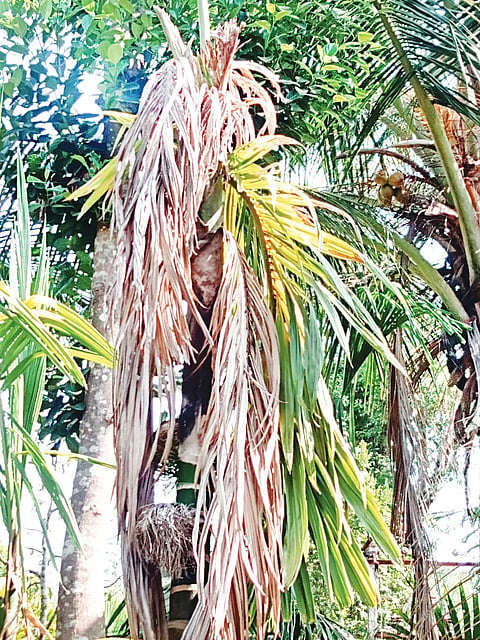 water problum in siddapur taluk