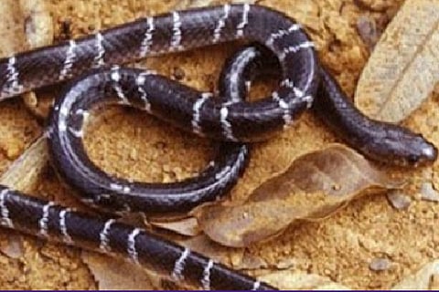 NARAGUND SNAKE
