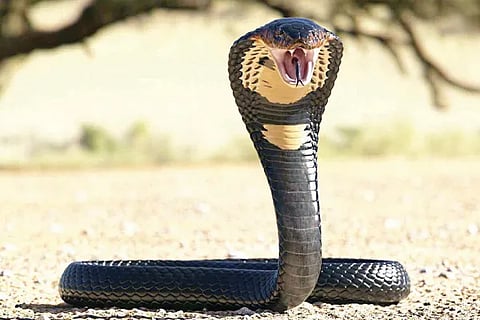 Snake