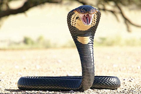 Snake