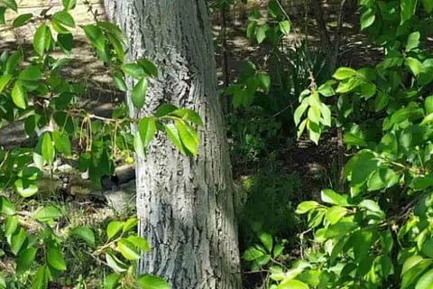 Spot the Cat