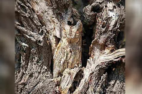 Spot the bird