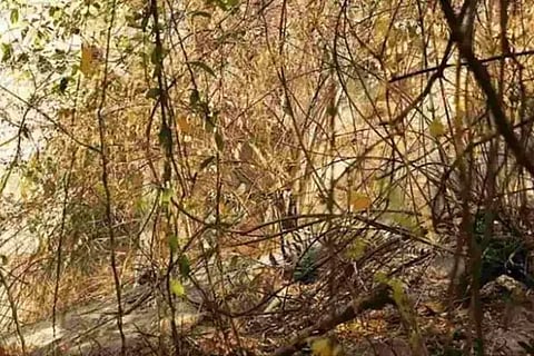 Spot the tiger