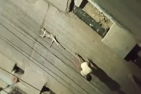 Street Dog Murder