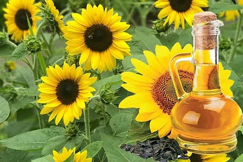 Sun flower