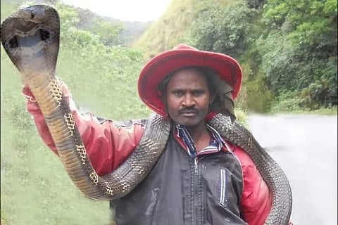 Snake