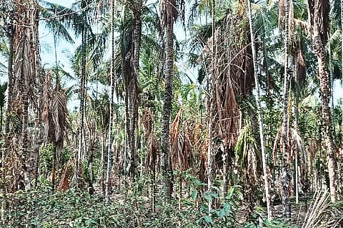 agriculture